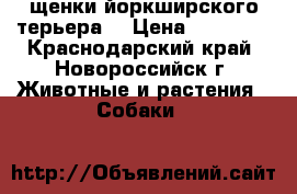 щенки йоркширского терьера. › Цена ­ 15 000 - Краснодарский край, Новороссийск г. Животные и растения » Собаки   